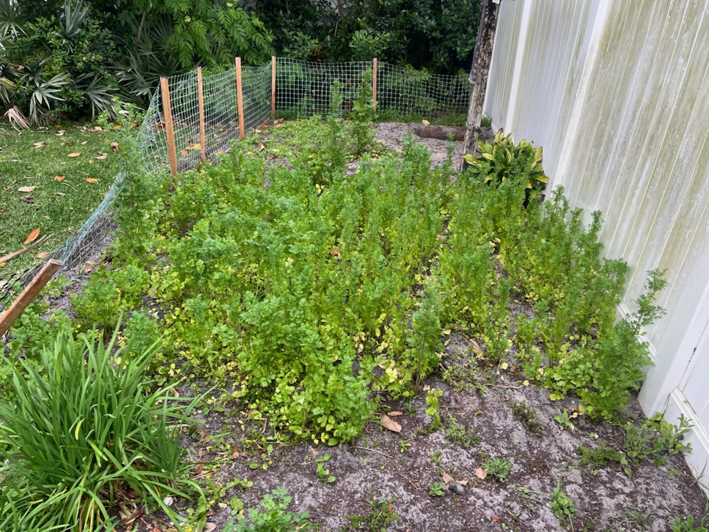 Gardening with Christy Cilantro Christy Reuter Realtor