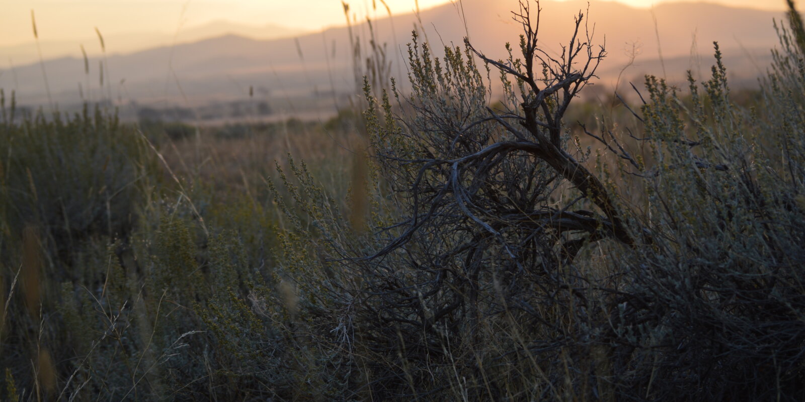 Cody Real Estate Eagle Real Estate